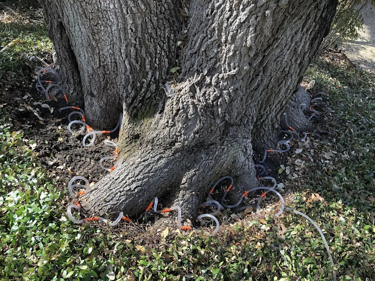 Detailed Tree Cabling and Bracing job site in Tillman