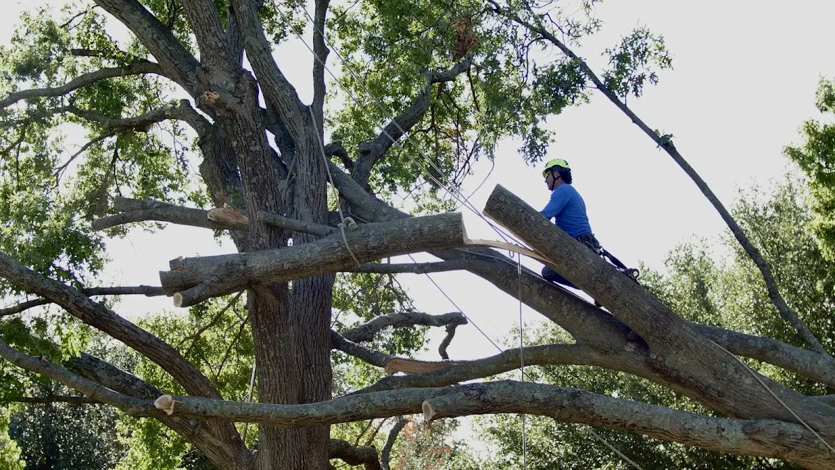 Professional Crown Thinning performed by certified arborists in Tillman