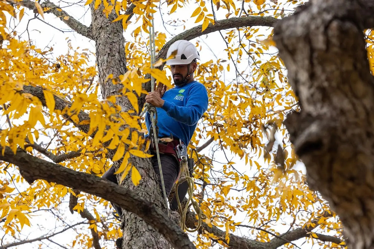 Skilled Tree Transplanting crew working in Tillman